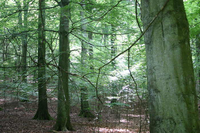 Wald versus Forst